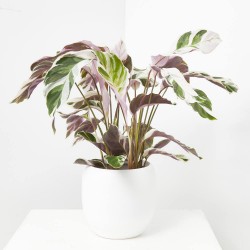 CALATHEA FUSIÓN WHITE  MACETA 14CM