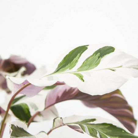 CALATHEA FUSIÓN WHITE  MACETA 14CM