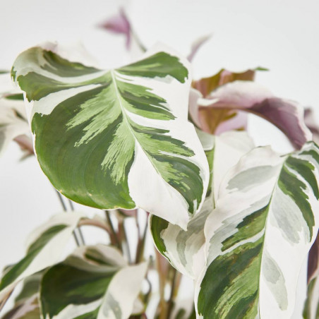 CALATHEA FUSIÓN WHITE  MACETA 14CM