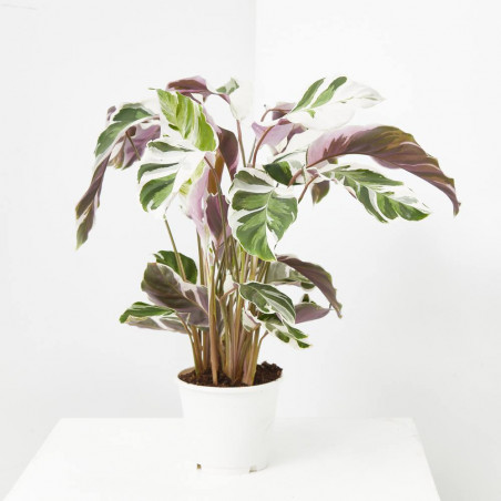 CALATHEA FUSIÓN WHITE  MACETA 14CM