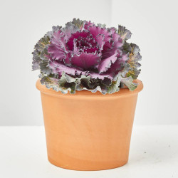 COL ORNAMENTAL MACETA 13CM