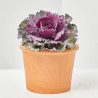 COL ORNAMENTAL MACETA 13CM