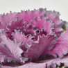 COL ORNAMENTAL MACETA 13CM