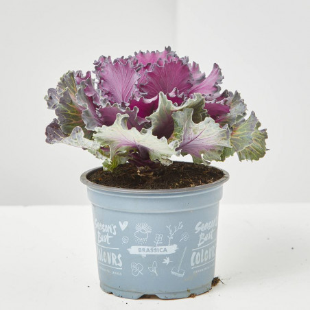 COL ORNAMENTAL MACETA 13CM