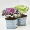 COL ORNAMENTAL MACETA 13CM