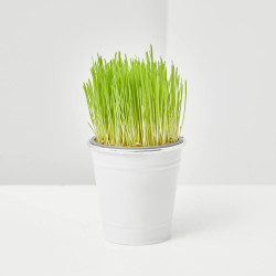 HIERBA GATERA MACETA 11CM