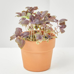 ALBAHACA PÚRPURA CULINARIA  MACETA 11CM