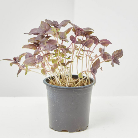 ALBAHACA PÚRPURA CULINARIA  MACETA 11CM