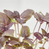 ALBAHACA PÚRPURA CULINARIA  MACETA 11CM
