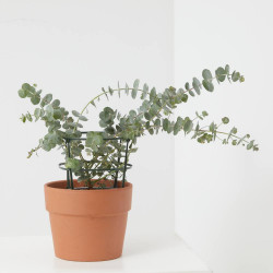 EUCALIPTO MACETA 15CM