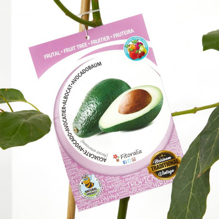 AGUACATE MACETA 7L