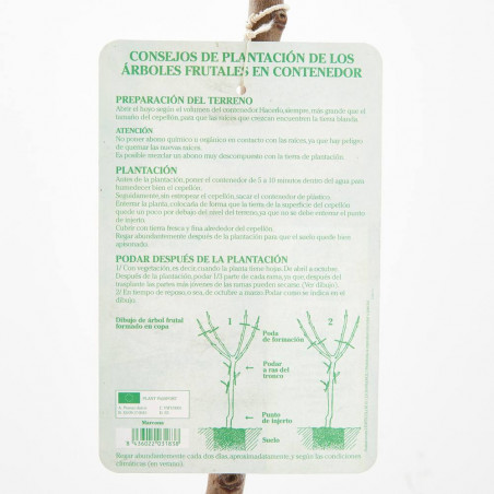 ALMENDRO MARCONA MACETA 10 LITROS