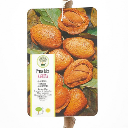 ALMENDRO MARCONA MACETA 10 LITROS