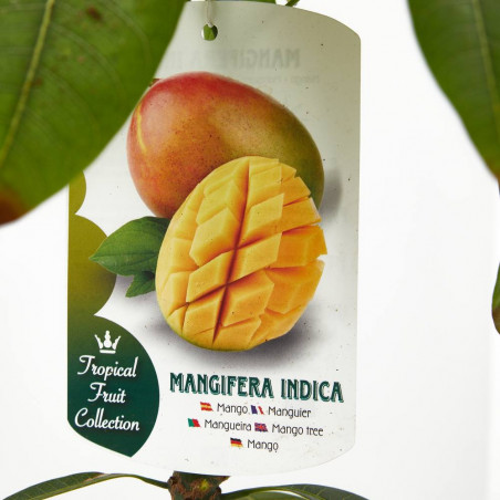MANGO 7L