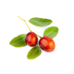 AZUFAIFO MACETA 10 LITROS