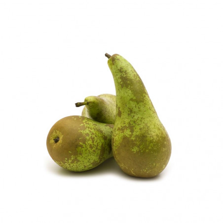 PERAL CONFERENCE MACETA 10 LITROS