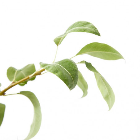 PERAL CONFERENCE MACETA 10 LITROS