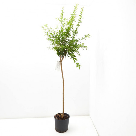 GRANADO NEGRAL MACETA 10L