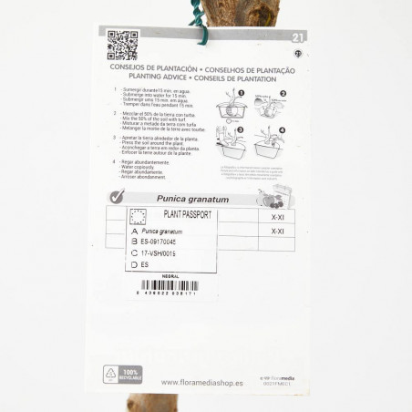 GRANADO NEGRAL MACETA 10L