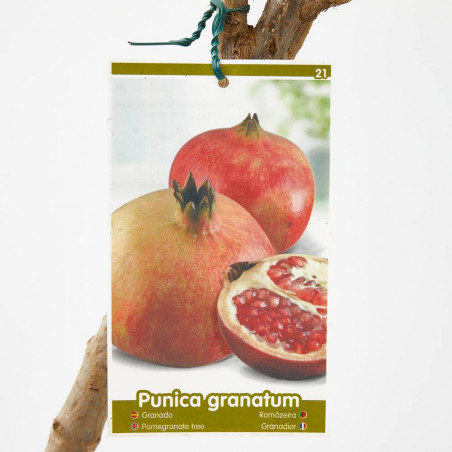 GRANADO NEGRAL MACETA 10L