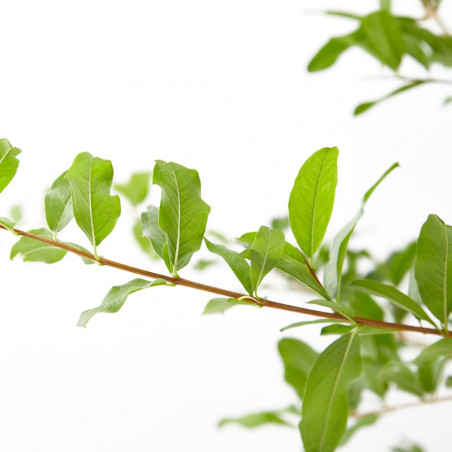 GRANADO NEGRAL MACETA 10L