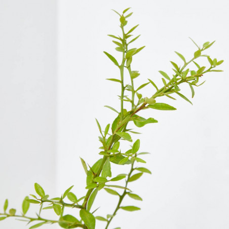 CAVIAR CÍTRICO ROSA MACETA 15CM