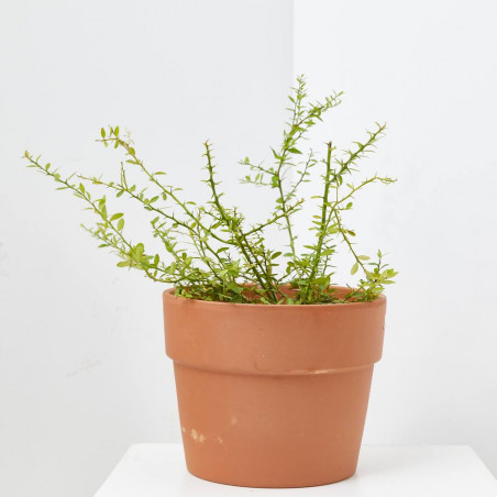 CAVIAR CÍTRICO ROSA MACETA 15CM