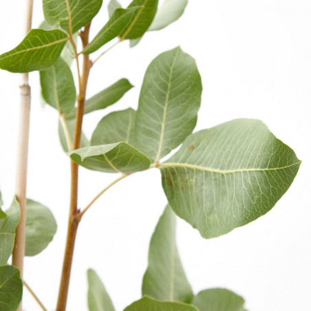 PISTACHO HEMBRA