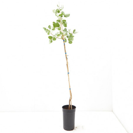PISTACHO HEMBRA