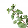 PISTACHO HEMBRA