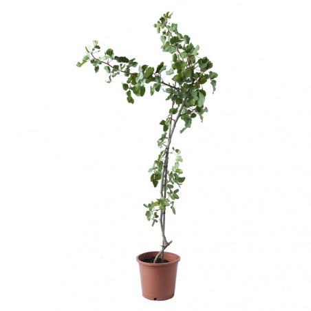 PISTACHO HEMBRA