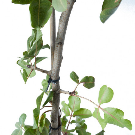 PISTACHO HEMBRA