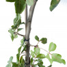 PISTACHO HEMBRA