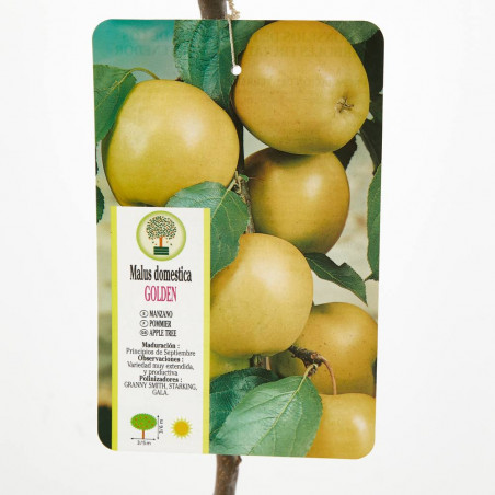MANZANO GOLDEN MACETA 10 LITROS