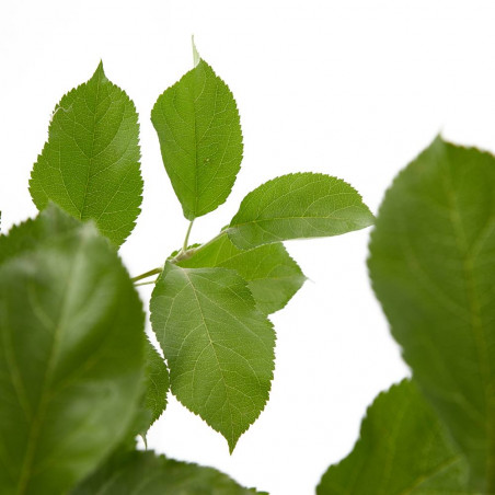 MANZANO GOLDEN MACETA 10 LITROS