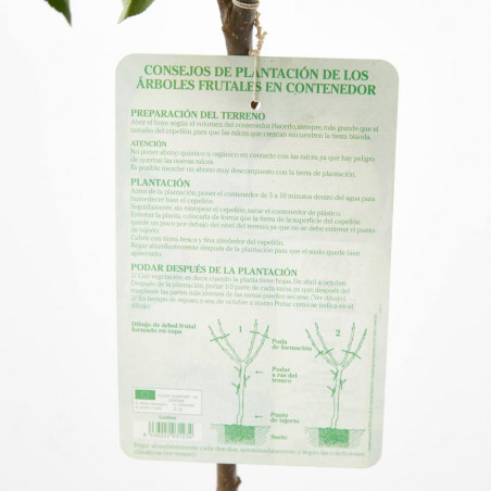 MANZANO GOLDEN MACETA 10 LITROS