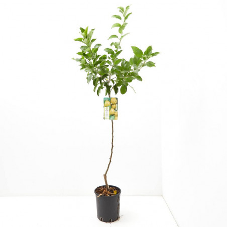 MANZANO GOLDEN MACETA 10 LITROS