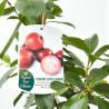 GUAYABA MACETA 7L