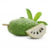 GUANABANA MACETA 7L