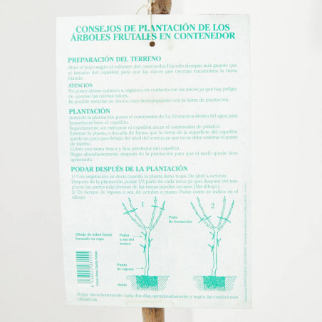 CIRUELO REINA CLAUDIA DORADA 10L