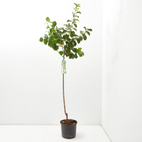 CIRUELO REINA CLAUDIA VERDE 10L