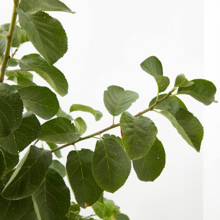 CIRUELO REINA CLAUDIA VERDE 10L