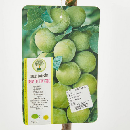 CIRUELO REINA CLAUDIA VERDE 10L