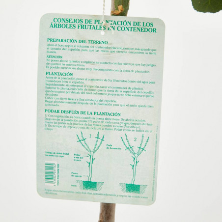 CIRUELO REINA CLAUDIA VERDE 10L