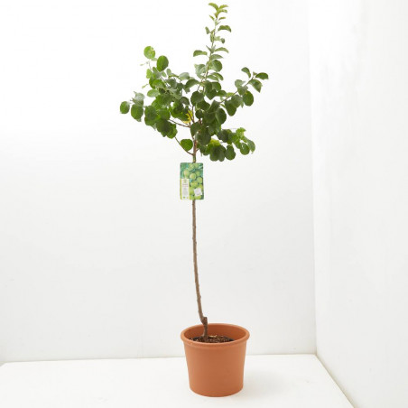 CIRUELO REINA CLAUDIA VERDE 10L