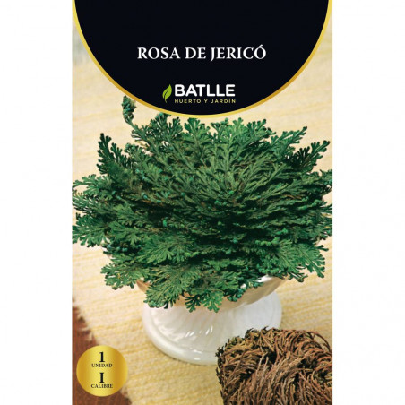 ROSA DE JERICÓ