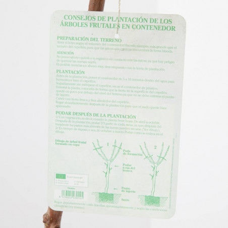 ALMENDRO GUARA MACETA 10 LITROS