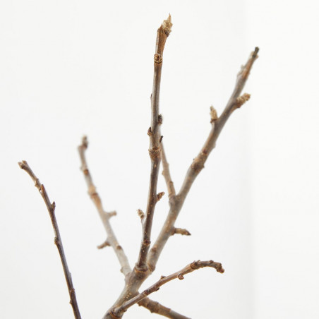 MANZANO ENANO RESIDUO CERO VERDECORA 5 LITROS