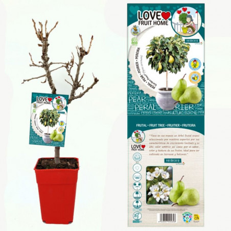 PERAL ENANO RESIDUO CERO VERDECORA 5 LITROS