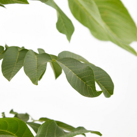 NOGAL 10L RESIDUO CERO VERDECORA